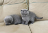 Zdjęcie №1. scottish fold - na sprzedaż w Praga | negocjowane | Zapowiedź № 106484