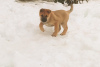 Zdjęcie №2 do zapowiedźy № 93897 na sprzedaż  akita (rasa psa) - wkupić się Federacja Rosyjska prywatne ogłoszenie