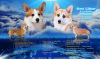 Zdjęcie №1. welsh corgi - na sprzedaż w Penza | 2970zł | Zapowiedź №8423