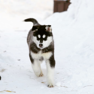 Zdjęcie №1. husky syberyjski - na sprzedaż w Nowosybirsk | 1135zł | Zapowiedź №6229