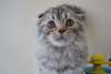 Zdjęcie №4. Sprzedam scottish fold w Warszawa. od żłobka - cena - 1570zł