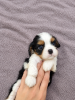 Dodatkowe zdjęcia: Doskonałe szczenięta czystej krwi Cavalier King Charles Spaniel.