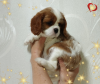 Zdjęcie №2 do zapowiedźy № 69707 na sprzedaż  cavalier king charles spaniel - wkupić się Białoruś hodowca