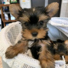 Zdjęcie №3. Kup swoje piękne, zaszczepione szczenięta Yorkshire Terrier, które są teraz. USA