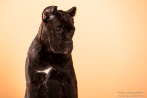 Dodatkowe zdjęcia: Cane Corso. Szczenięta