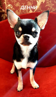 Dodatkowe zdjęcia: Chłopiec Chihuahua szuka nowego domu.