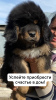 Zdjęcie №2 do zapowiedźy № 45539 na sprzedaż  mastif tybetański - wkupić się Kazachstan prywatne ogłoszenie