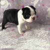 Zdjęcie №3. urocze szczenięta Boston Terrier. USA