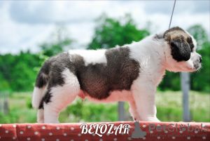 Zdjęcie №2 do zapowiedźy № 7211 na sprzedaż  bernardyn (rasa psa) - wkupić się Białoruś od żłobka