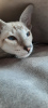 Zdjęcie №3. Orientalny kotek. Federacja Rosyjska