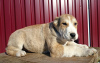 Zdjęcie №4. Sprzedam pies nierasowy w Янагава. od żłobka, hodowca - cena - 3139zł
