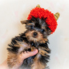 Zdjęcie №1. yorkshire terrier - na sprzedaż w Ljubljana | 670zł | Zapowiedź №98529