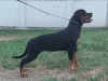 Zdjęcie №1. rottweiler - na sprzedaż w Belgrad | negocjowane | Zapowiedź №111693