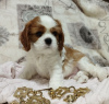 Zdjęcie №1. cavalier king charles spaniel - na sprzedaż w Mińsk | negocjowane | Zapowiedź №69705