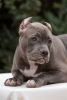 Zdjęcie №4. Sprzedam american bully w Petersburg. hodowca - cena - negocjowane