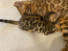 Zdjęcie №4. Sprzedam kot bengalski w Ufa. prywatne ogłoszenie - cena - 1031zł
