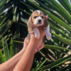 Zdjęcie №1. beagle (rasa psa) - na sprzedaż w Амстердам | negocjowane | Zapowiedź №83119