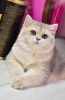 Zdjęcie №1. kot brytyjski krótkowłosy - na sprzedaż w Dnipro | 3961zł | Zapowiedź № 36926