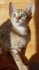 Zdjęcie №3. Zaszczepione kocięta Savannah do adopcji. Australia