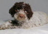 Dodatkowe zdjęcia: Szczenięta Lagotto Romagnolo