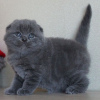 Zdjęcie №2 do zapowiedźy № 122847 na sprzedaż  scottish fold - wkupić się Finlandia 