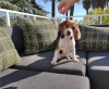 Zdjęcie №4. Sprzedam beagle (rasa psa) w Atlanta. prywatne ogłoszenie - cena - Bezpłatny