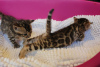 Zdjęcie №3. Kocięta rasy bengalskiej są już dostępne do adopcji. Australia