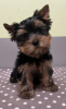 Zdjęcie №2 do zapowiedźy № 89560 na sprzedaż  yorkshire terrier - wkupić się Szwecja prywatne ogłoszenie