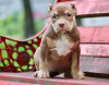 Zdjęcie №2 do zapowiedźy № 116994 na sprzedaż  american bully - wkupić się Polska prywatne ogłoszenie