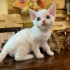 Zdjęcie №1. devon rex - na sprzedaż w Helsinki | negocjowane | Zapowiedź № 118729