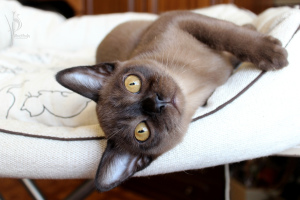 Zdjęcie №2 do zapowiedźy № 1368 na sprzedaż  kot burmski - wkupić się Federacja Rosyjska od żłobka