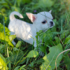 Zdjęcie №1. chihuahua (rasa psów) - na sprzedaż w Mińsk | 3565zł | Zapowiedź №70230