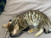 Zdjęcie №2 do zapowiedźy № 43038 na sprzedaż  kot bengalski - wkupić się Federacja Rosyjska prywatne ogłoszenie
