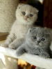 Zdjęcie №3. Schönes Scottish Fold-Kätzchen. Niemcy