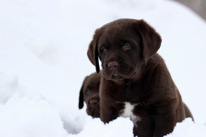 Zdjęcie №2 do zapowiedźy № 5589 na sprzedaż  labrador retriever - wkupić się Federacja Rosyjska od żłobka