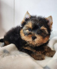 Zdjęcie №1. yorkshire terrier - na sprzedaż w Pécs | negocjowane | Zapowiedź №110168