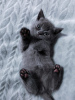 Zdjęcie №2 do zapowiedźy № 19594 na sprzedaż  kot brytyjski krótkowłosy - wkupić się Federacja Rosyjska prywatne ogłoszenie