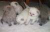 Zdjęcie №1. scottish fold - na sprzedaż w Turku | negocjowane | Zapowiedź № 76238