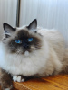 Zdjęcie №3. Luksusowy kot. Federacja Rosyjska