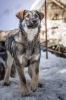 Zdjęcie №1. pies nierasowy - na sprzedaż w Москва | Bezpłatny | Zapowiedź №48378