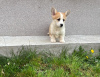 Zdjęcie №1. welsh corgi - na sprzedaż w Zrenjanin | negocjowane | Zapowiedź №98687