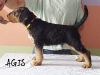 Dodatkowe zdjęcia: Airedale Terrier szczeniaki GOTOWE DO ODBIORU - ZKwP/FCI