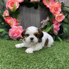 Zdjęcie №2 do zapowiedźy № 42825 na sprzedaż  shih tzu - wkupić się USA hodowca