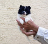 Zdjęcie №1. pies nierasowy - na sprzedaż w Miami | 1188zł | Zapowiedź №78218