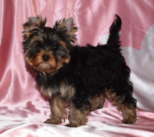 Zdjęcie №2 do zapowiedźy № 2613 na sprzedaż  yorkshire terrier - wkupić się Federacja Rosyjska hodowca