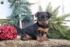 Zdjęcie №1. yorkshire terrier - na sprzedaż w Gelsenkirchen | 2218zł | Zapowiedź №63822