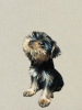 Zdjęcie №3. Szczeniaki yorkshire terrier. Gruzja