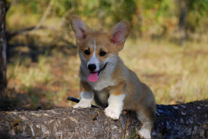 Zdjęcie №1. welsh corgi - na sprzedaż w Shchelkino | Negocjowane | Zapowiedź №3549