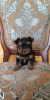 Zdjęcie №2 do zapowiedźy № 7539 na sprzedaż  yorkshire terrier - wkupić się Ukraina od żłobka