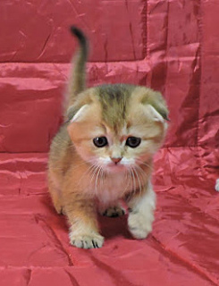 Zdjęcie №2 do zapowiedźy № 3506 na sprzedaż  scottish fold - wkupić się Ukraina hodowca